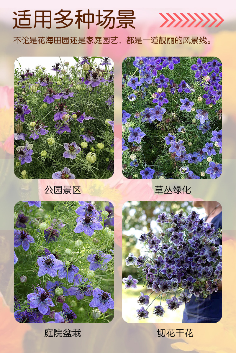 【精品】西班牙黑种草种子欧洲黑子草可切花地栽庭院阳台盆栽