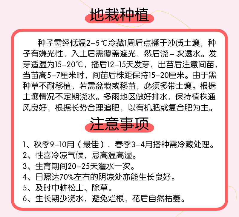 【精品】西班牙黑种草种子欧洲黑子草可切花地栽庭院阳台盆栽
