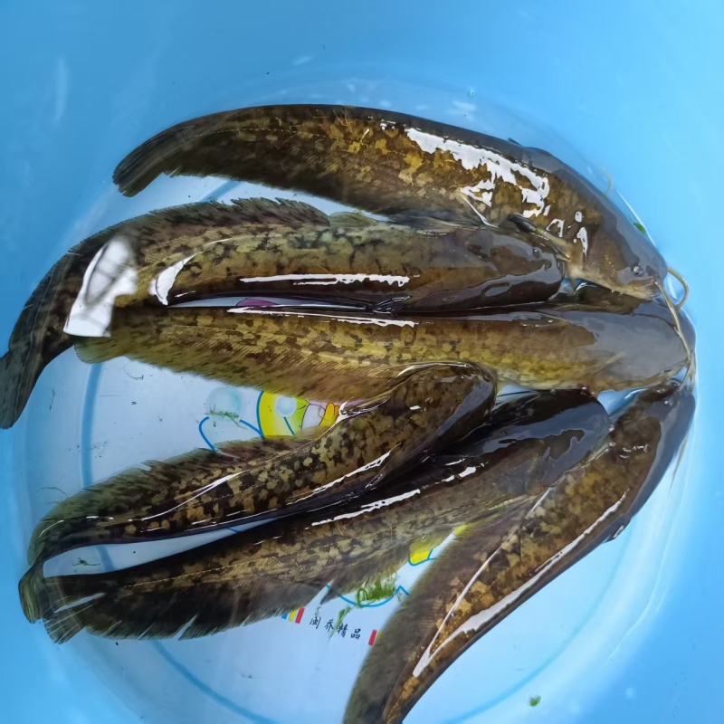 小口鲶鱼苗沟鲶苗直发成活率高免费技术指导欢迎来电