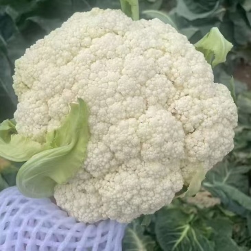 松花菜基地直发品质保证量大从优