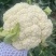松花菜基地直发品质保证量大从优