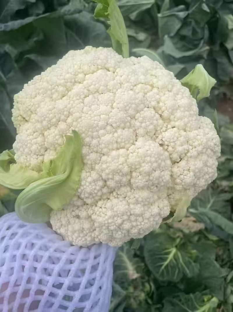 松花菜基地直发品质保证量大从优