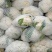 松花菜基地直发品质保证量大从优