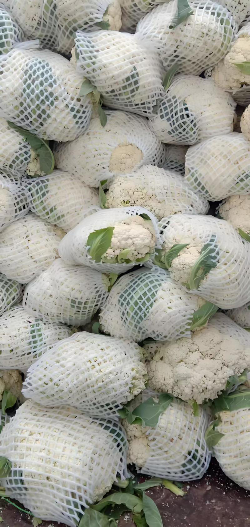松花菜基地直发品质保证量大从优