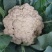 松花菜基地直发品质保证量大从优