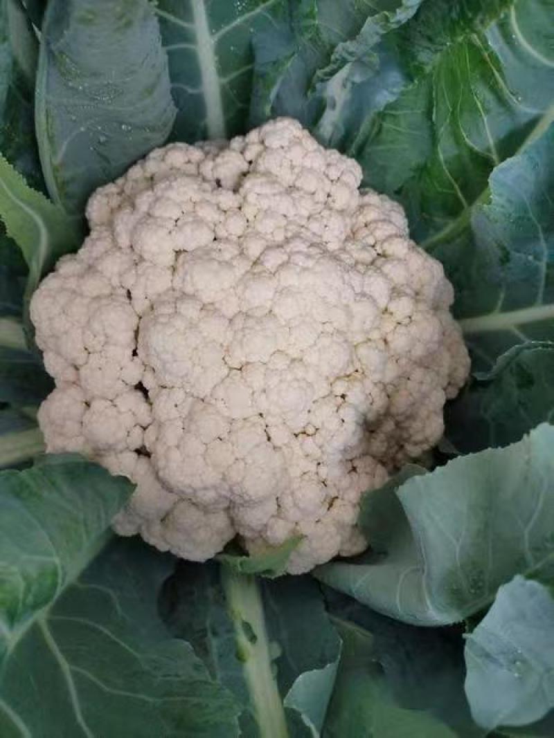 松花菜基地直发品质保证量大从优