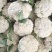 松花菜基地直发品质保证量大从优