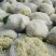 松花菜基地直发品质保证量大从优