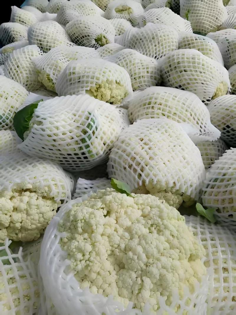 松花菜基地直发品质保证量大从优