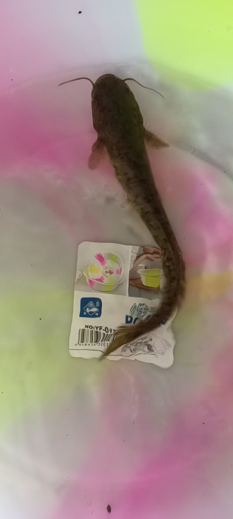 小口鲶鱼苗沟鲶苗直发成活率高免费技术指导欢迎来电