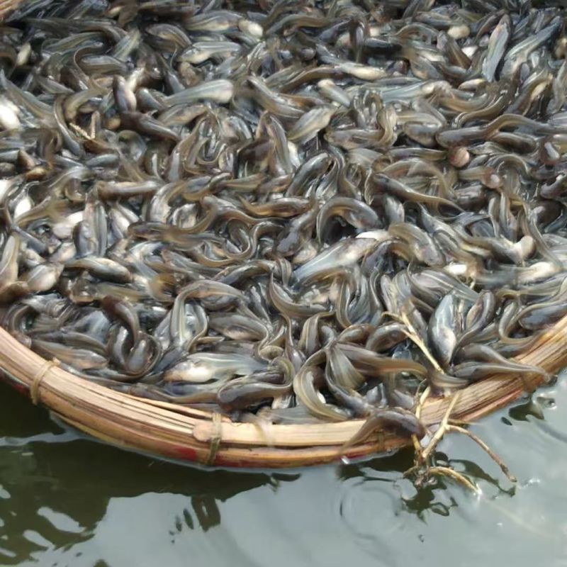 小口鲶鱼苗沟鲶苗直发成活率高免费技术指导欢迎来电