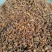 春花八角大货价11.5元/斤