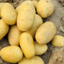 滕州土豆加工厂用土豆食堂工地伙房用土豆黄皮黄心水洗干洗
