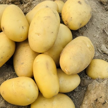 滕州土豆加工厂用土豆食堂工地伙房用土豆黄皮黄心水洗干洗