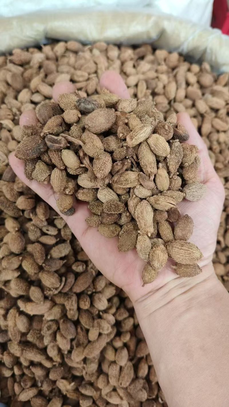 毛砂仁大货价14元/斤