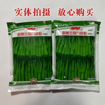 新西兰四九菜心种子粗条甜菜苔种子生长快速高产抗病基地种植