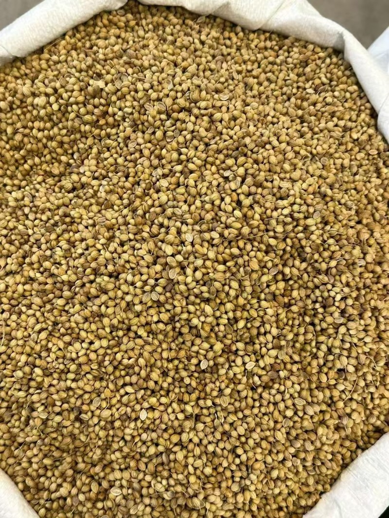 香菜籽大货价4.5元/斤