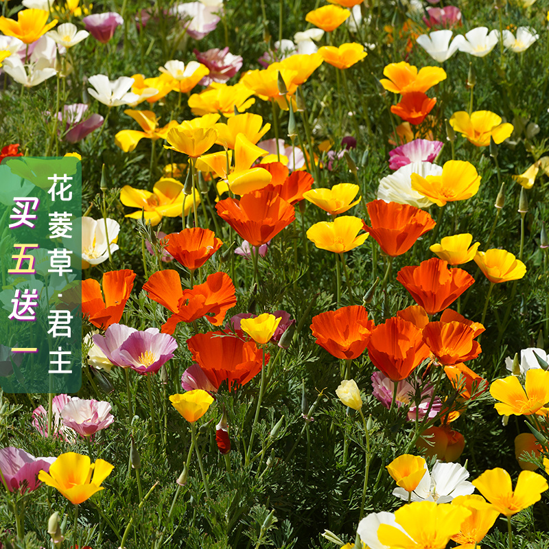 【精品】君主系列花菱草种子金英花人参花洋丽春花籽花菱草种