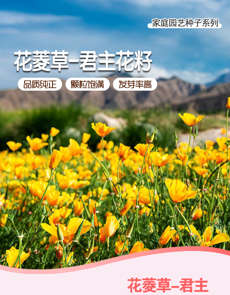 【精品】君主系列花菱草种子金英花人参花洋丽春花籽花菱草种