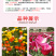【精品】君主系列花菱草种子金英花人参花洋丽春花籽花菱草种