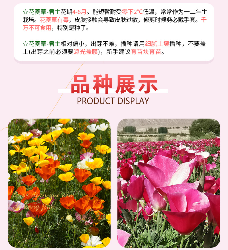 【精品】君主系列花菱草种子金英花人参花洋丽春花籽花菱草种