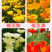 【精品】君主系列花菱草种子金英花人参花洋丽春花籽花菱草种