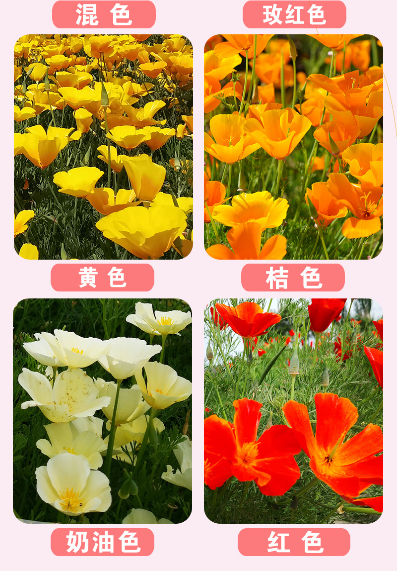 【精品】君主系列花菱草种子金英花人参花洋丽春花籽花菱草种