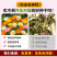 【精品】君主系列花菱草种子金英花人参花洋丽春花籽花菱草种