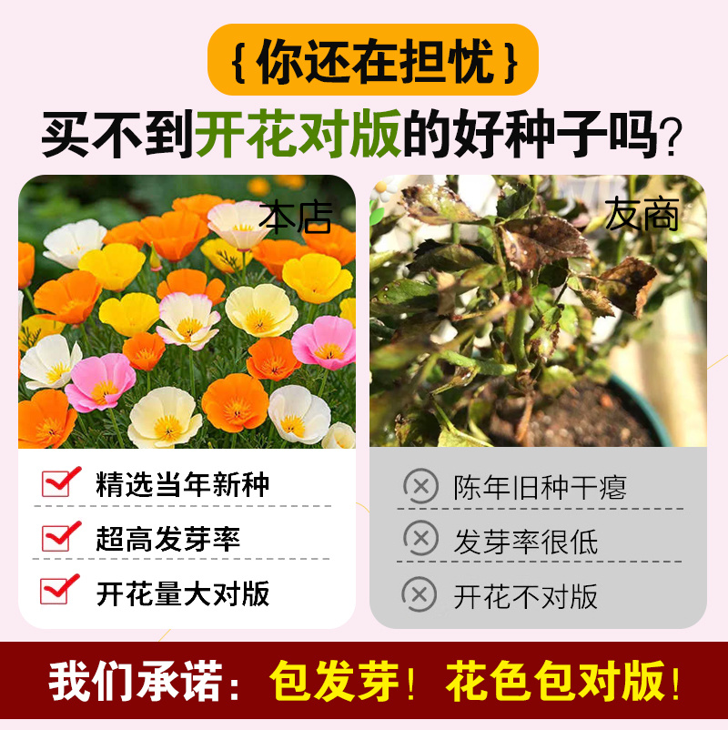 【精品】君主系列花菱草种子金英花人参花洋丽春花籽花菱草种