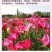 【精品】君主系列花菱草种子金英花人参花洋丽春花籽花菱草种