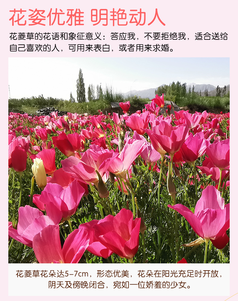 【精品】君主系列花菱草种子金英花人参花洋丽春花籽花菱草种
