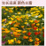 【精品】君主系列花菱草种子金英花人参花洋丽春花籽花菱草种