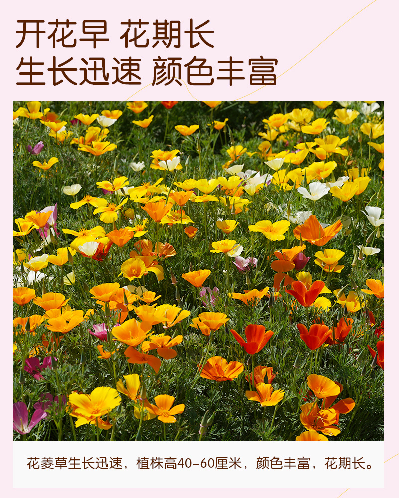【精品】君主系列花菱草种子金英花人参花洋丽春花籽花菱草种