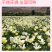 【精品】君主系列花菱草种子金英花人参花洋丽春花籽花菱草种