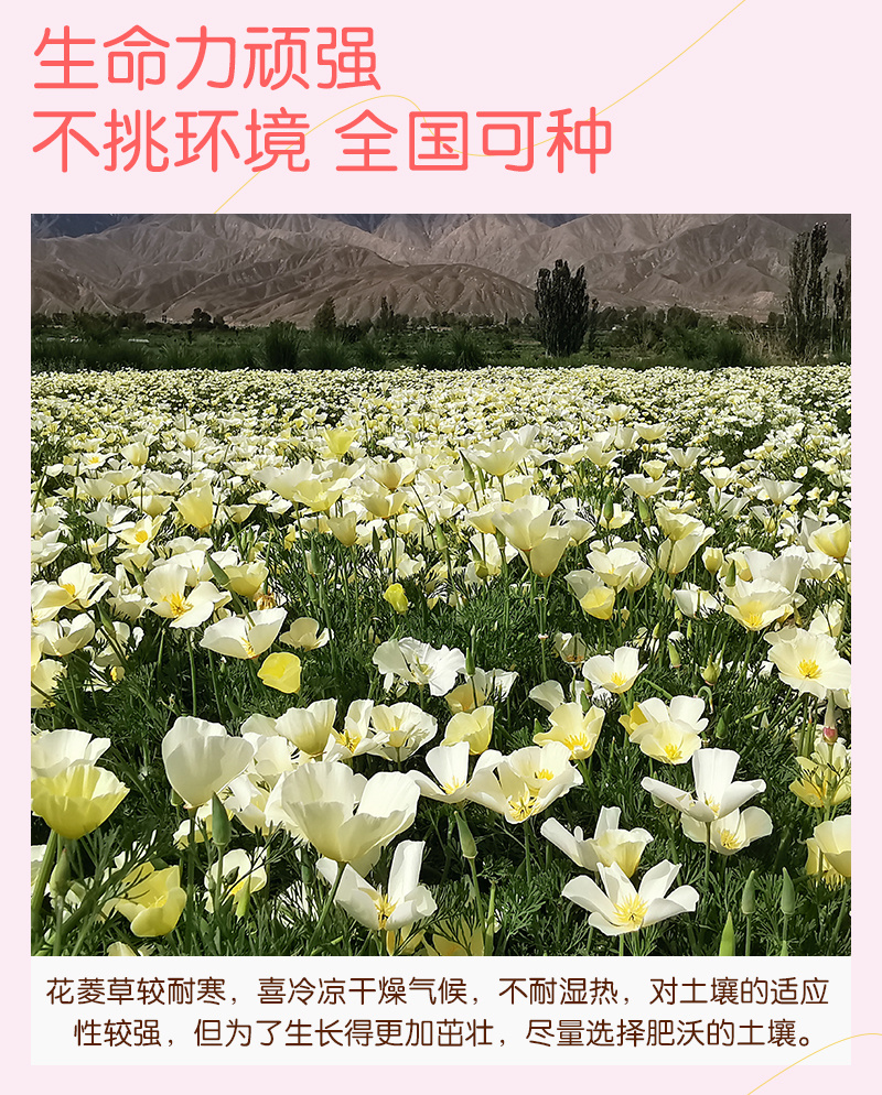 【精品】君主系列花菱草种子金英花人参花洋丽春花籽花菱草种