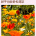 【精品】君主系列花菱草种子金英花人参花洋丽春花籽花菱草种