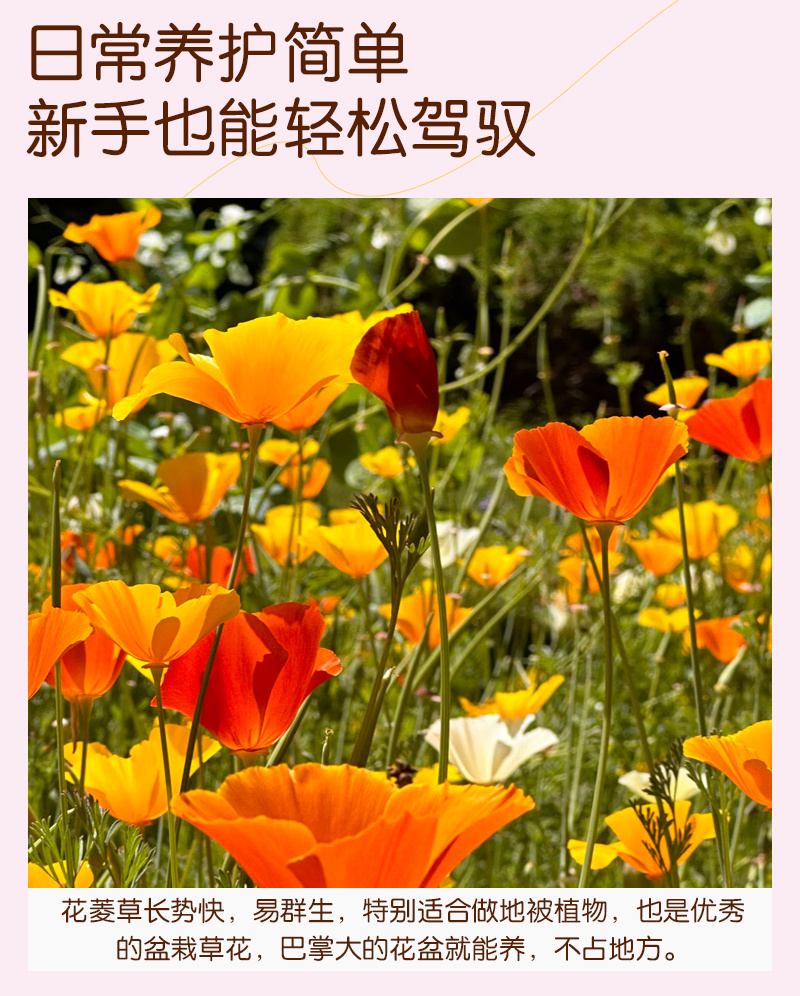 【精品】君主系列花菱草种子金英花人参花洋丽春花籽花菱草种