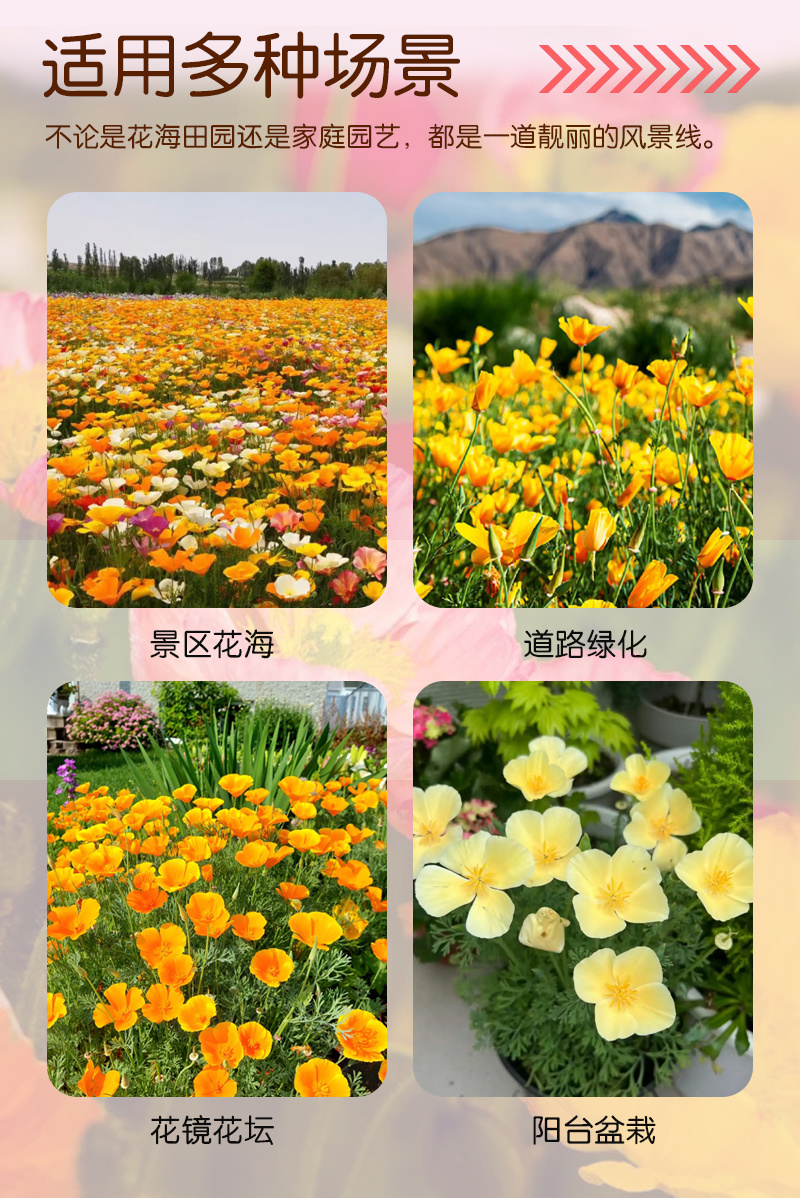 【精品】君主系列花菱草种子金英花人参花洋丽春花籽花菱草种