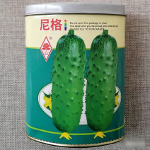 水果黄瓜种子唐山秋瓜旱黄瓜种籽皮色翠绿口感清香大田高产