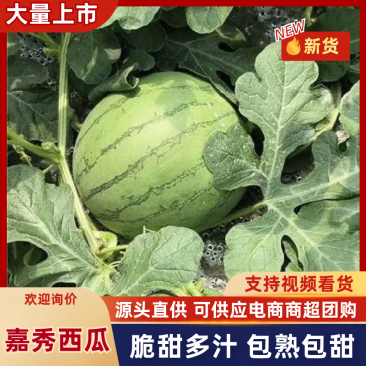 【推荐】嘉秀西瓜大量上市包熟包甜产地直发价格优惠