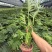 春羽，对接全国客商，批发，量大价格可谈，欢迎联系