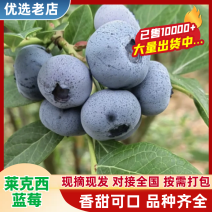 安徽蓝莓口感好品质优耐储存耐运输大量有货
