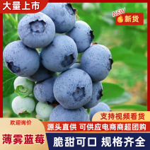 安徽爆汁蓝莓品种优，口感好，新鲜采摘耐储存耐运输