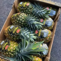 海南凤梨大量上市品种齐全整车批发一件代发！