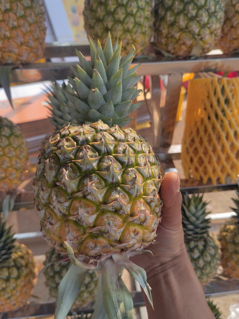 广东徐闻凤梨大量上市品种齐全整车批发一件代发！
