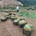 千亩基地直供射干苗中药材种苗量大价优成活率高