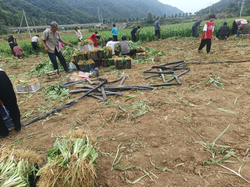 千亩基地直供射干苗中药材种苗量大价优成活率高