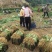千亩基地直供射干苗中药材种苗量大价优成活率高