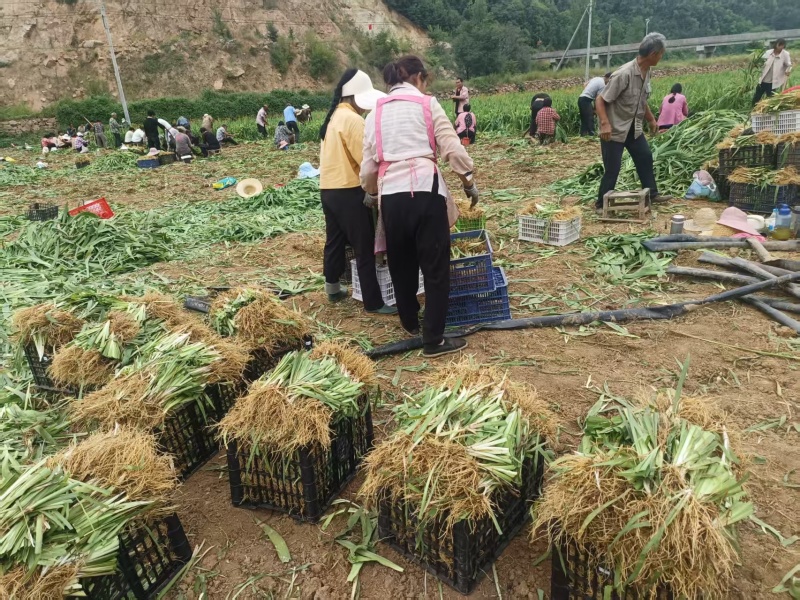 千亩基地直供射干苗中药材种苗量大价优成活率高