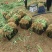 千亩基地直供射干苗中药材种苗量大价优成活率高